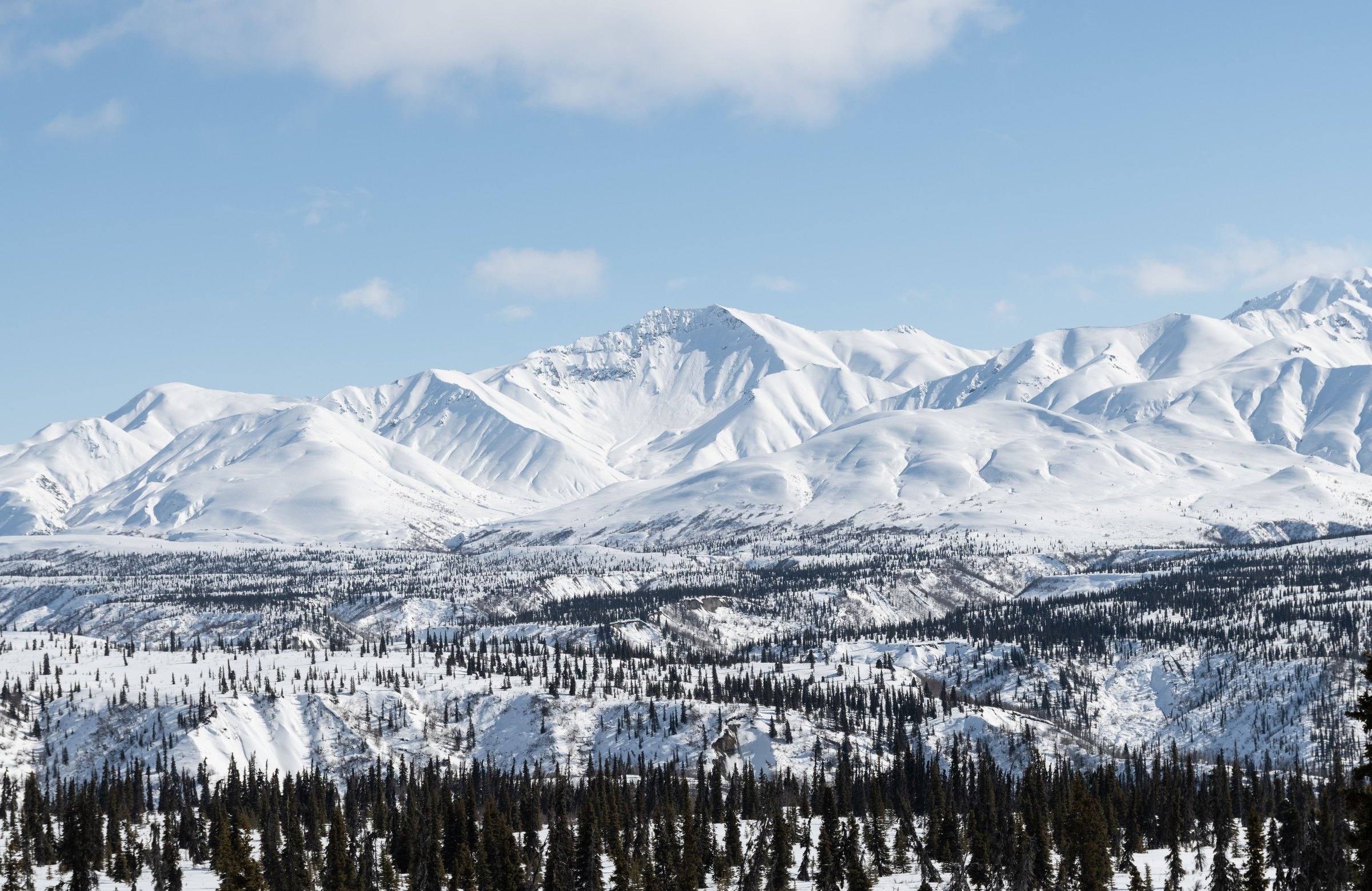 Snow-covered mountains above a valley of black spruce in winter light